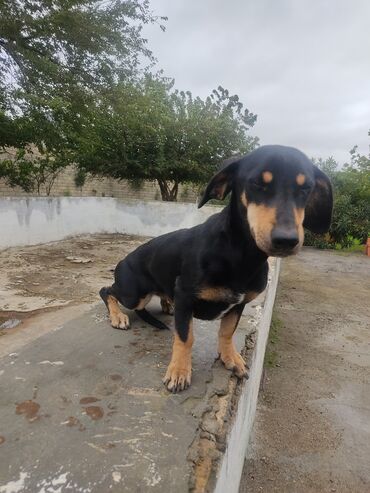 İtlər: Zvonok, 2 ay, Erkek — 13