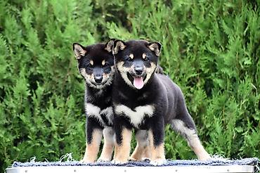 Psi: NEW "MINMIGORA' S" litter "Minmigora' s" Shiba Inu kennel present new — 6