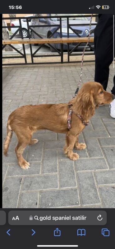 pomeranian satışı: Koker spaniyel, 9 ay, Erkek, Peyvəndli, Pulsuz çatdırılma