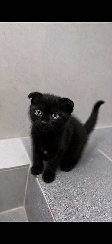 котёнок в хорошие руки: 2 месяца, Мальчик — 1