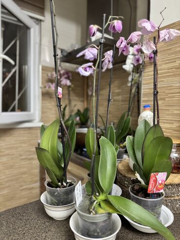 одноразовые горшки для цветов: Продаю орхидею по 800сом, не могу за ними ухаживать. Вот и приходится