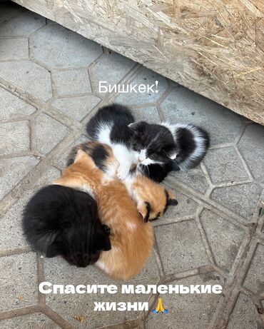 объявления о найденных животных: Бишкек,срочно нужна помощь! На территории между магазином и шашлычной