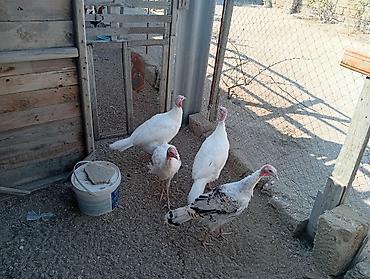 Индюшки: Hinduskanin ikisi 1 il 4 aylıq ikisi isə 6 aylıqdır.hamisi fərənin — 2