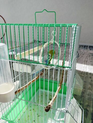 кормушки для птиц: Продаю попугаев волнистых быстро привыкают к новому месту легко