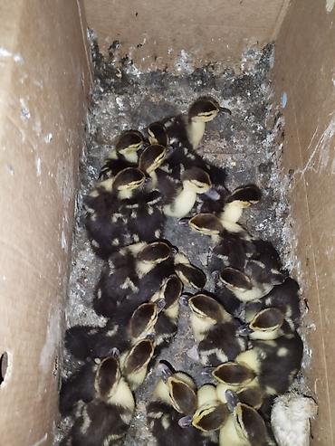 ördey: Muscovy ördək bala satışı tam sağlam lal ördek balasi .ana altından — 2