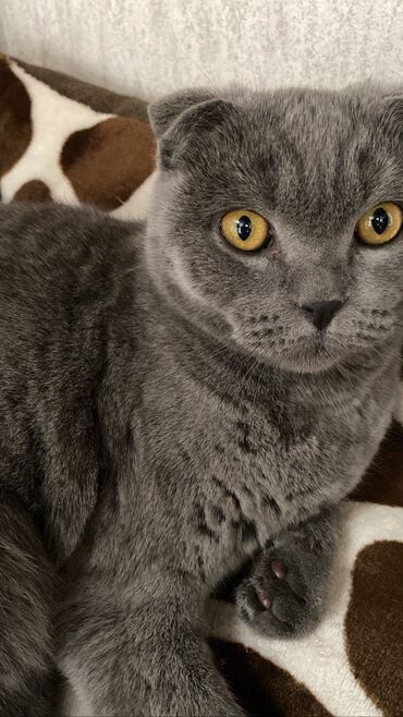 абиссинская кошка купить: В связи с переездом продаю кошку. В любящие и добрые руки. Кошке 2