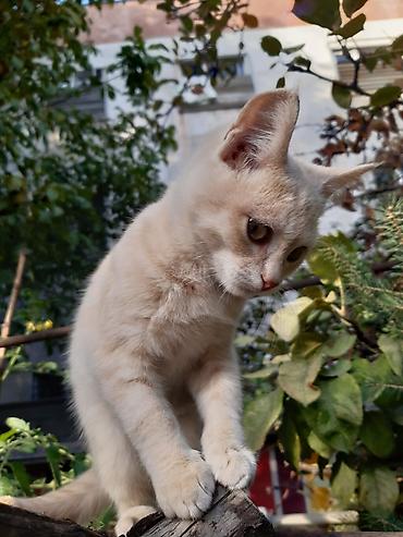 породистые котенки: Очаровательные котята домашнего разведения, спортивного строения, в — 3