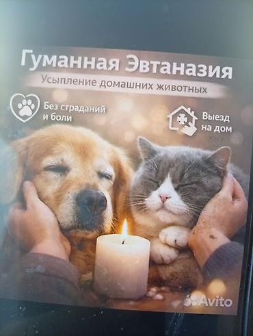 Гуманная эвтаназия домашних животных вывоз трупа кремация захоронение