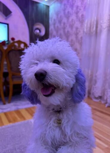 İtlər: Pudel, Dişi, Peyvəndli, Ödənişli çatdırılma — 11