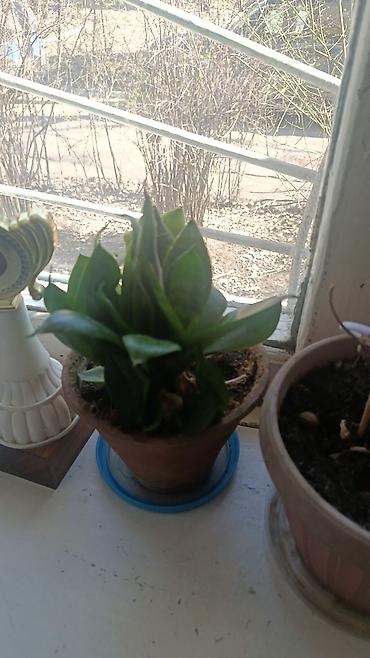 Другие комнатные растения: Элегантное домашнее растение с длинными побегами и глянцевыми зелеными — 12