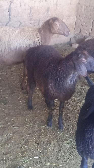 Бараны, овцы: Продаю | Овца (самка) | Для разведения | Ярка — 5