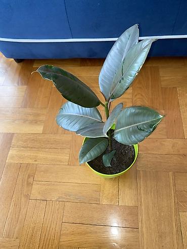 veliko cvece: Fikus elastika (gumeno drvo) u saksiji - Ukrasna sobna biljka sa — 1