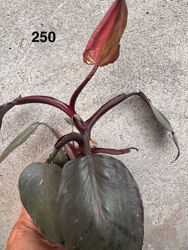 Другие комнатные растения: Комнатные растения. Домашние — 5