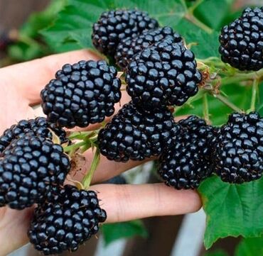 Другие комнатные растения: Саженцы Ежевика безшипная — саженцы с открытой корневой системой сорт — 6