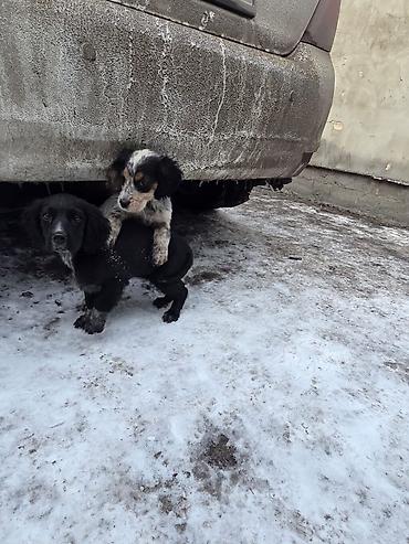 Продажа собак: Щенки спаниеля - Помет от породистой мамы-спаниеля (на фото рядом с — 8