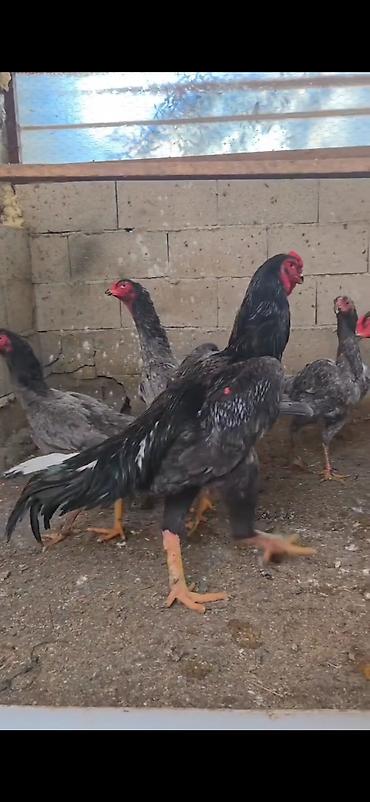 Toyuqlar: Toyuq, Damazlıq -da lalafo.az — 6 Toyuqlar: Toyuq, Damazlıq — 6