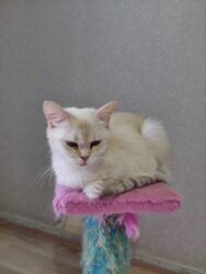 шиншилла котенок: Şotland, Dişi, Yaxşı əllərə, Ünvandan götürmə