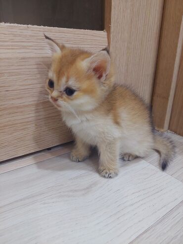 Pişiklər: Qızıl şinşilla, Erkək, Dişi, Yaxşı əllərə, Ünvandan götürmə -da lalafo.az — 13 Pişiklər: Qızıl şinşilla, Erkək, Dişi, Yaxşı əllərə, Ünvandan götürmə — 13