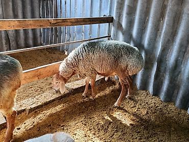Продам с/х животных: Продаю | Баран (самец) | На забой | Племенные — 3