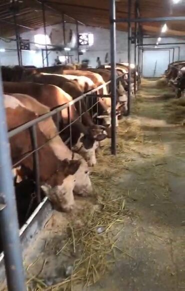 Torpaq sahələrinin satışı: 48 sot, Kənd təsərrüfatı, Makler, Kupça (Çıxarış) — 8