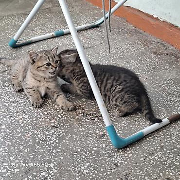 Кошки: 2 месяца, Девочка, Приучена к лотку — 4