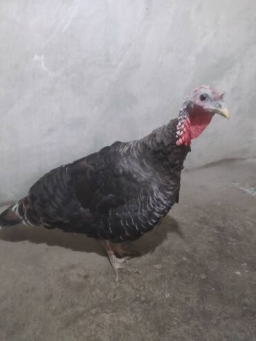 Коровы, быки: 4 kq dişi hin quşu