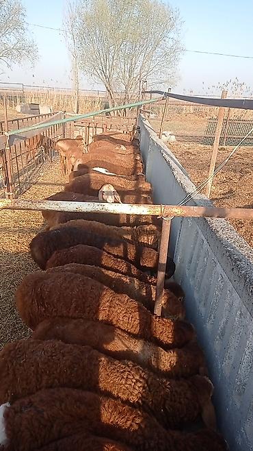 Продажа другой коммерческой недвижимости: Срочно продается кошара.( в 7 км от трасы Бишкек Кара- Балта ) 40 — 19