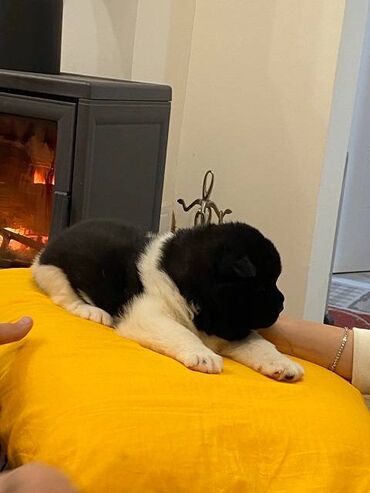 Psi: Američka akita štenci, muško i žensko štene, stari mesec dana — 7