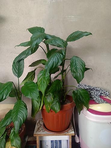 Другие комнатные растения: Срочна ❗ Комнатный гулдордун турлору коп. Баарын жакшы баада берем — 7
