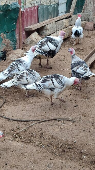 satilik inekler: Dört Damazlıq Hinduşka satılır bir Erkek üç ədəd fere heyvanlar