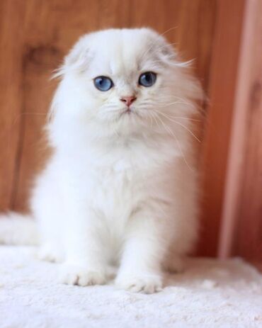 сиямский кот: Продаются очень красивые мальчики ласковые .Котята кушают