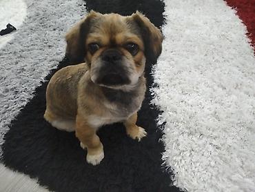 zvanok itler: Pekines, 3 ay, Erkək, Peyvəndli — 1