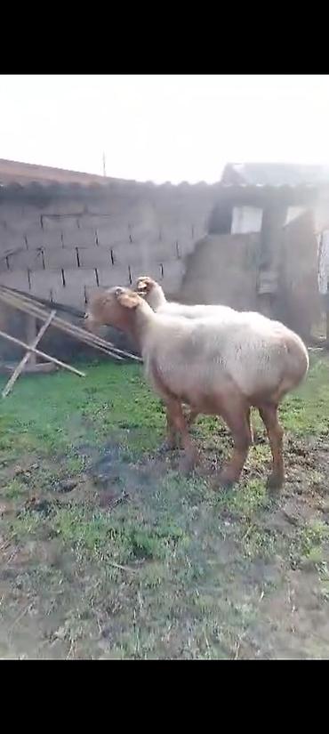 Баран, овца: Продаю | Баран (самец) | Для разведения — 9