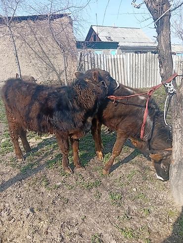 Коровы, быки: Продаю | Бык (самец) | На откорм | Привязанные — 1