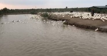 Kommersiya daşınmaz əmlakının satışı: 150 HEKTAR ƏRAZİ satılır İMİŞLİDƏ 110 HEKTAR Mülkiyyət Əkin — 9