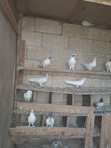 купить клетку для попугая: Her birinin 1qiymeti 5 manat