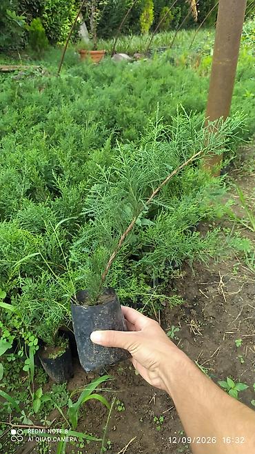 divar kağızları ve qiymetleri: Limonni yolka. Leylandıra. amerkan toya. kamsparis .majivilik — 6