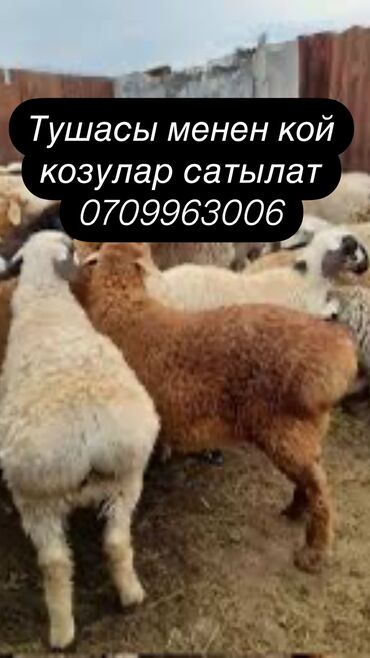 продаю кролика: Продаю | Ягненок