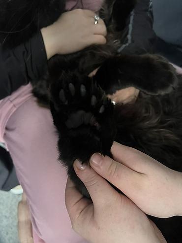 Продажа кошек: ✨ Эксклюзивные полидактильные мейн-куны ✨ Предлагаются к продаже — 15