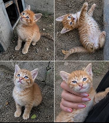Tabbi, Yaxşı əllərə lalafo.az -da Tabbi, Yaxşı əllərə