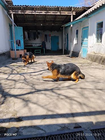 Продажа собак: Немецкая овчарка - Порода: немецкая овчарка (чёрно-рыжий окрас — 1