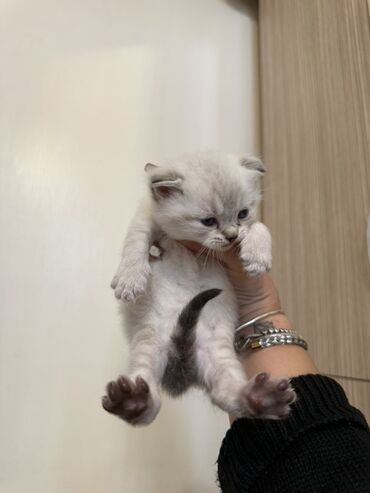 Pişiklər: Şotland — 10