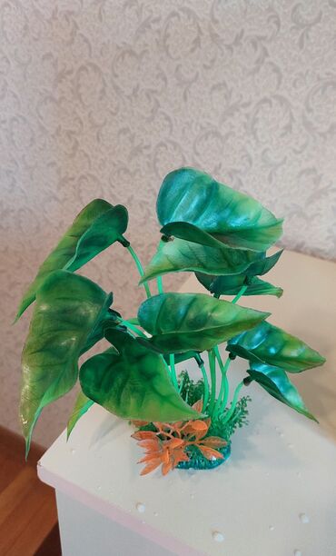 Akvariumlar: Dördbucaq akvarium, Balıqlarla birlikdə, 40 l, Ünvandan götürmə — 11