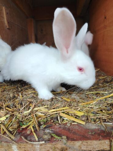 Dovşanlar: Rizen balalar bir ədədi 50 azn cüt alana 80 azn. Çatdrılma — 2