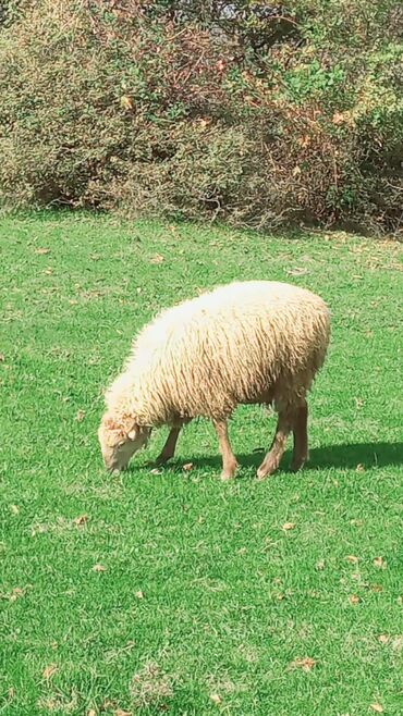 Quzu: Quzu, Erkək, ay: 7, 26 kq, Ətlik, Ünvandan götürmə — 3