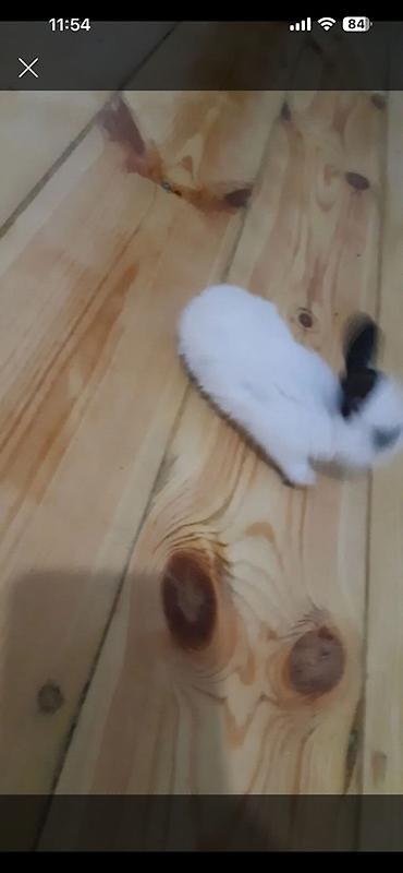 Ağ tüklü, qara qulaqlı balaca dovşan - Rəng: əsasən ağ, qulaqlar və lalafo.az -da Ağ tüklü, qara qulaqlı balaca dovşan - Rəng: əsasən ağ, qulaqlar və