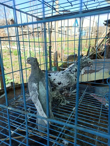 голуби птицы животный: Продаю Голубей
