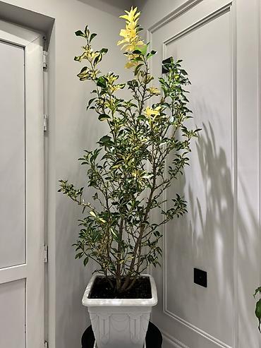 Другие комнатные растения: Комнатные крупномеры, готовые для озеленения интерьера. Состав: - — 2