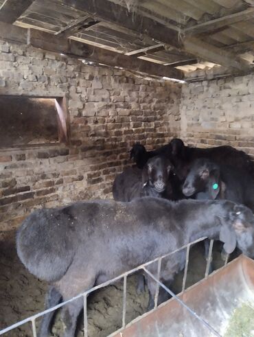 Баран, овца: Продаю | Баран (самец) | Арашан | Для разведения | Осеменитель — 6