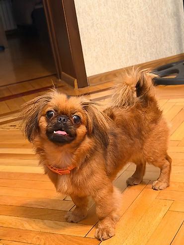 İtlər: Pekines, 5 ay, Dişi, Peyvəndli, Ünvandan götürmə — 3